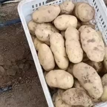 精品基地土豆白心，黄心，