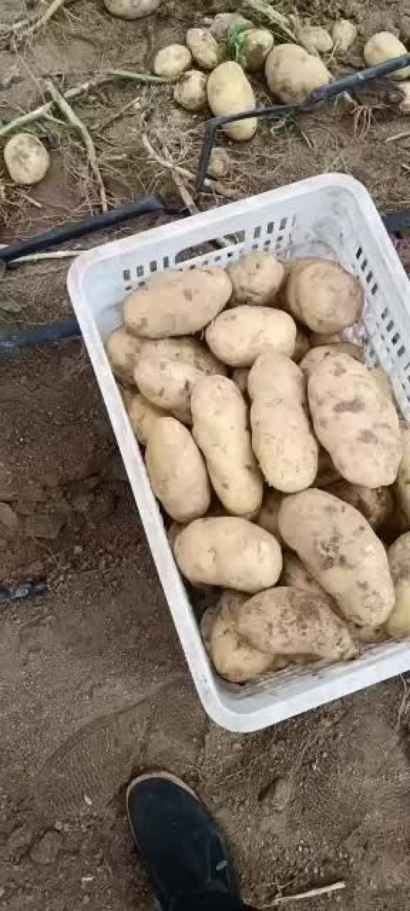 精品基地土豆白心，黄心，