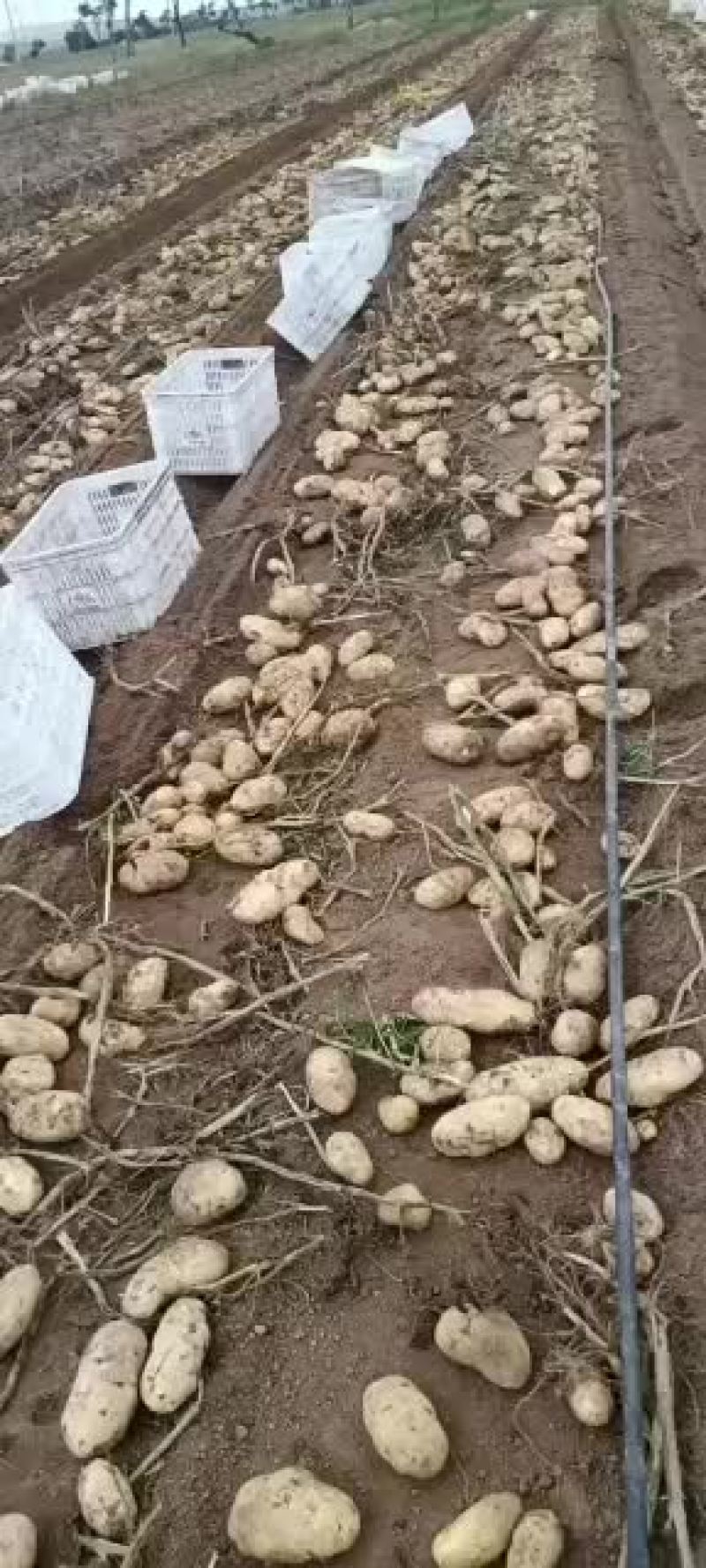 精品基地土豆白心，黄心，