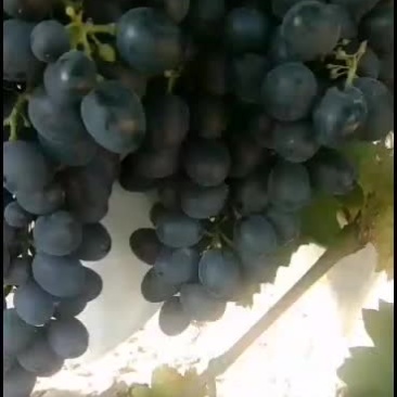 摩尔多瓦葡萄熟了有要的联系我
