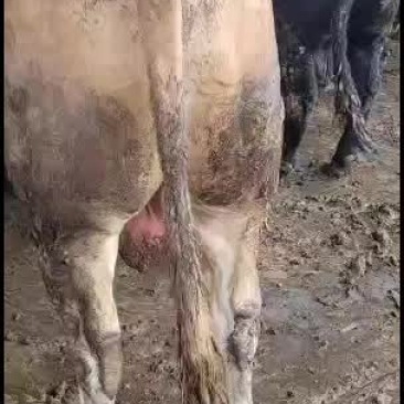 山东梁山县大型养殖场，常年有肉牛出栏