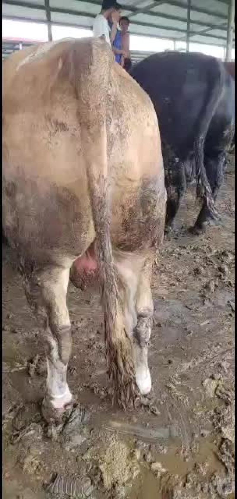 山东梁山县大型养殖场，常年有肉牛出栏