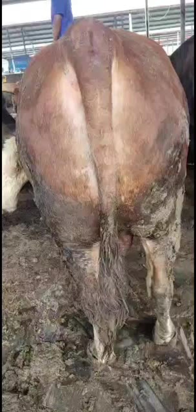 山东梁山县大型养殖场，常年有肉牛出栏