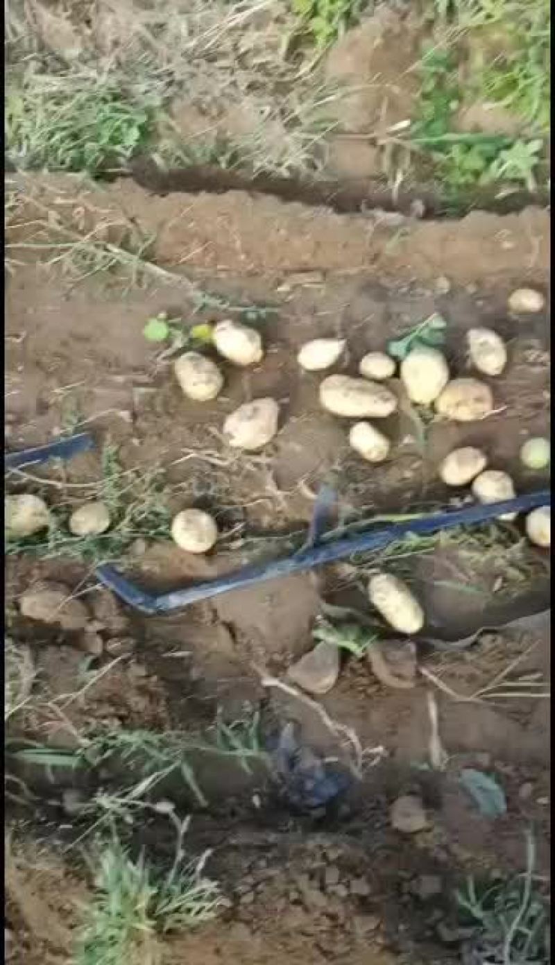 内蒙古乌兰察布优质纯黄沙土地白心226