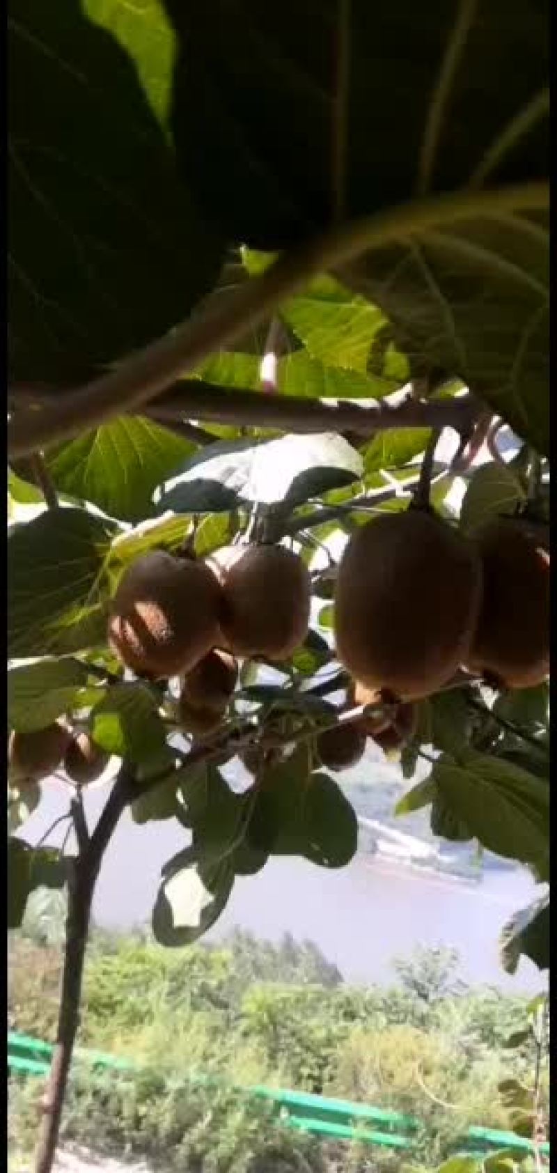 秦岭南山猕猴桃。温差大。色度刚刚好