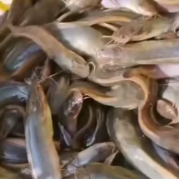 三黄塘鲺快大鱼种！欢迎订购