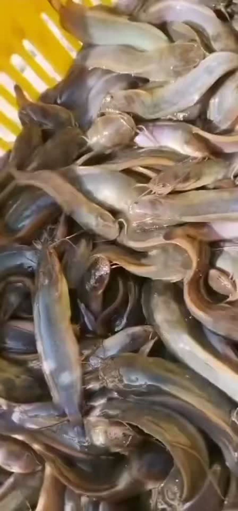 三黄塘鲺快大鱼种！欢迎订购