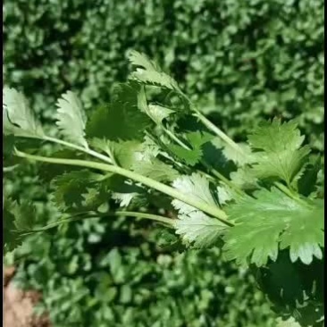 精品自种香菜收割中黑绿大叶片