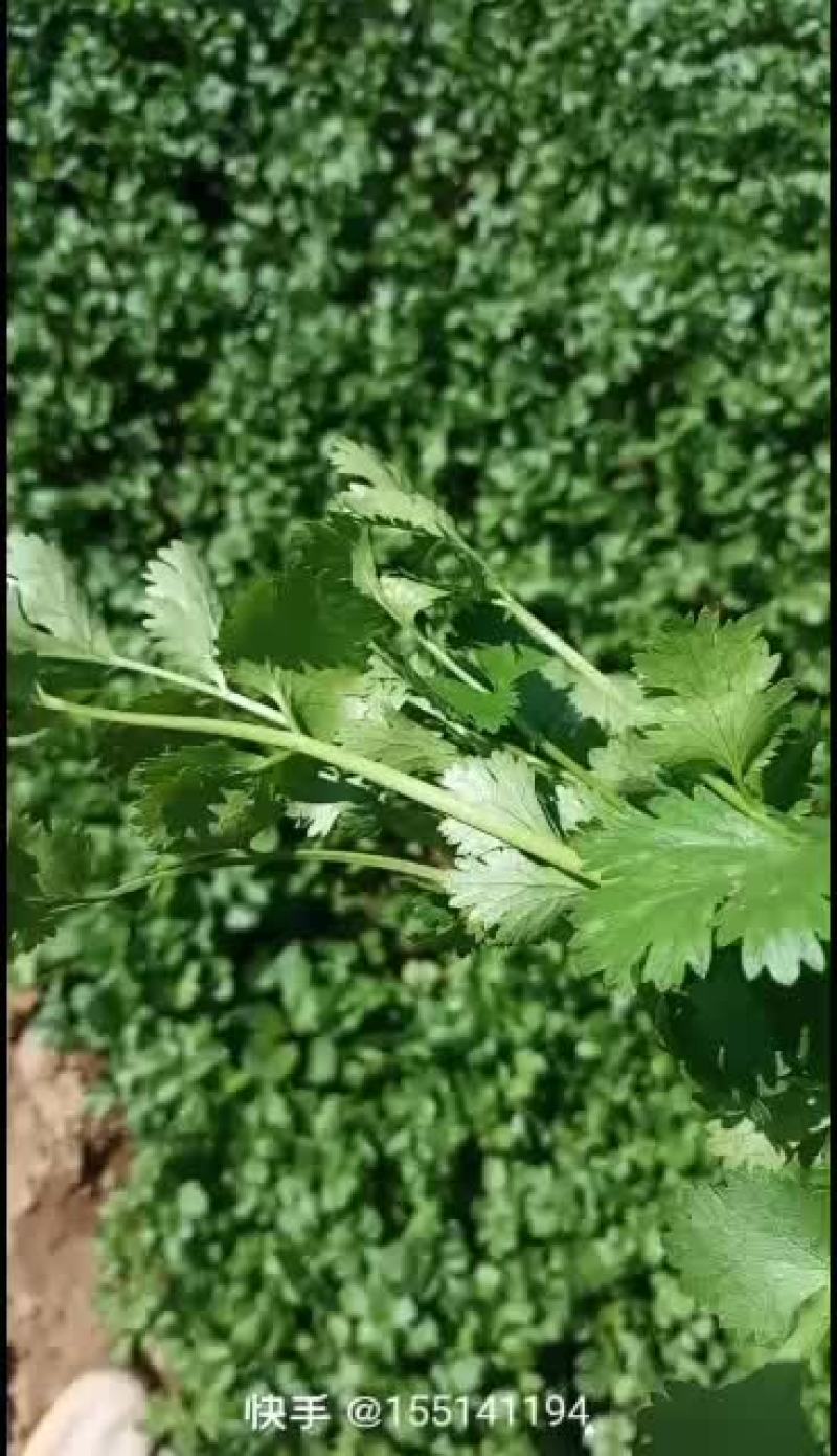 精品自种香菜收割中黑绿大叶片