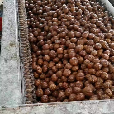 核桃