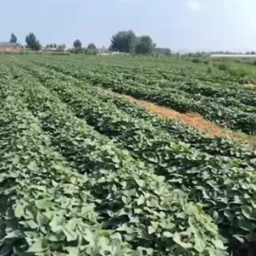 唐山西瓜红红薯