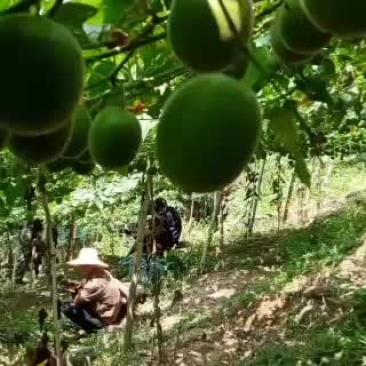 2020年的罗汉果中秋节后可以上市场了。