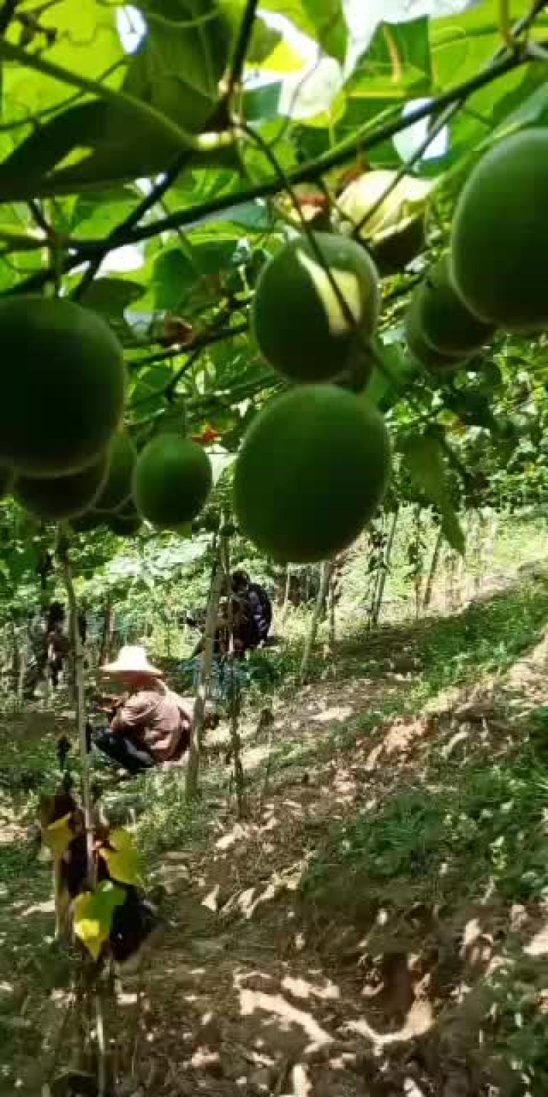 2020年的罗汉果中秋节后可以上市场了。