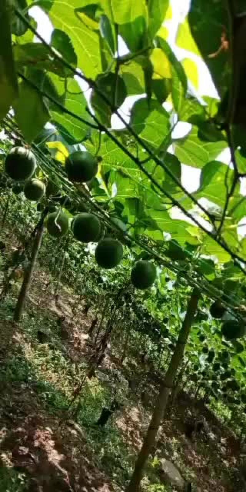 2020年的罗汉果中秋节后可以上市场了。
