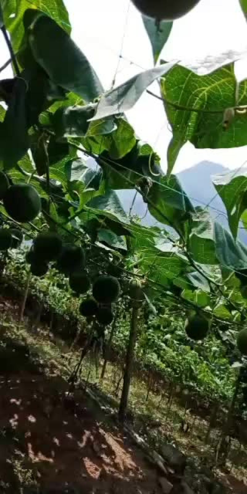 2020年的罗汉果中秋节后可以上市场了。