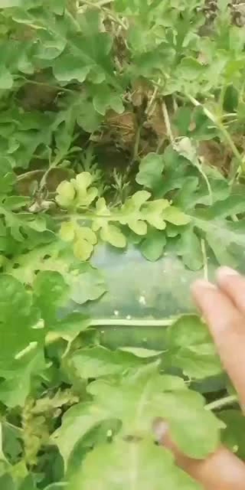 双红金城武内蒙产地直销合作社千亩