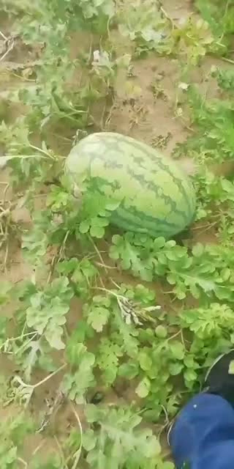 双红金城武内蒙产地直销合作社千亩