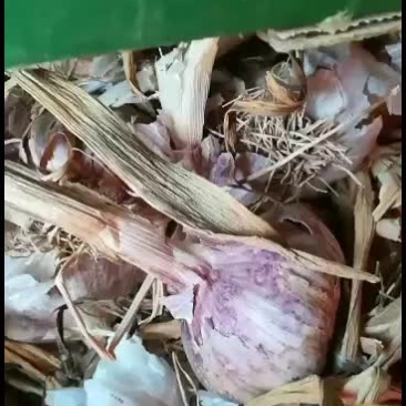 红皮大蒜独头蒜种发市场批发零售