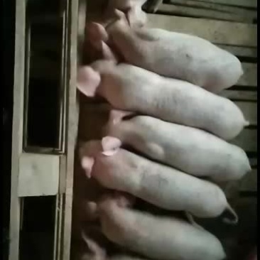 13324673652小猪