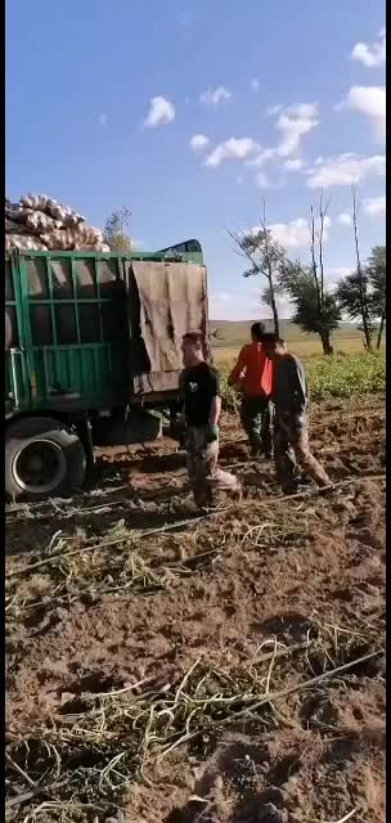 斯凡特精品土豆黄心希六