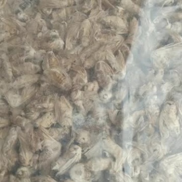 中药材滋补雄蚕蛾男用晚蛾子未交配雄蚕蛾可泡酒原蚕蛾