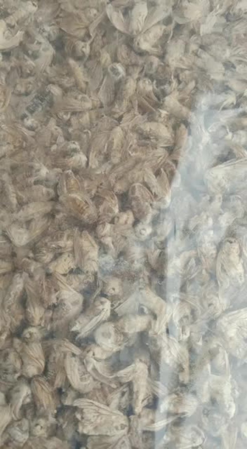 中药材滋补雄蚕蛾男用晚蛾子未交配雄蚕蛾可泡酒原蚕蛾