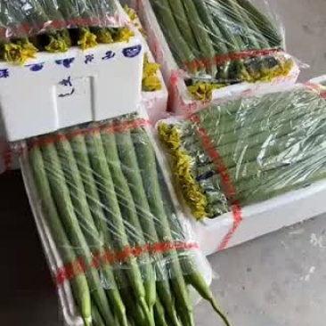 精品丝瓜，只有两个月了