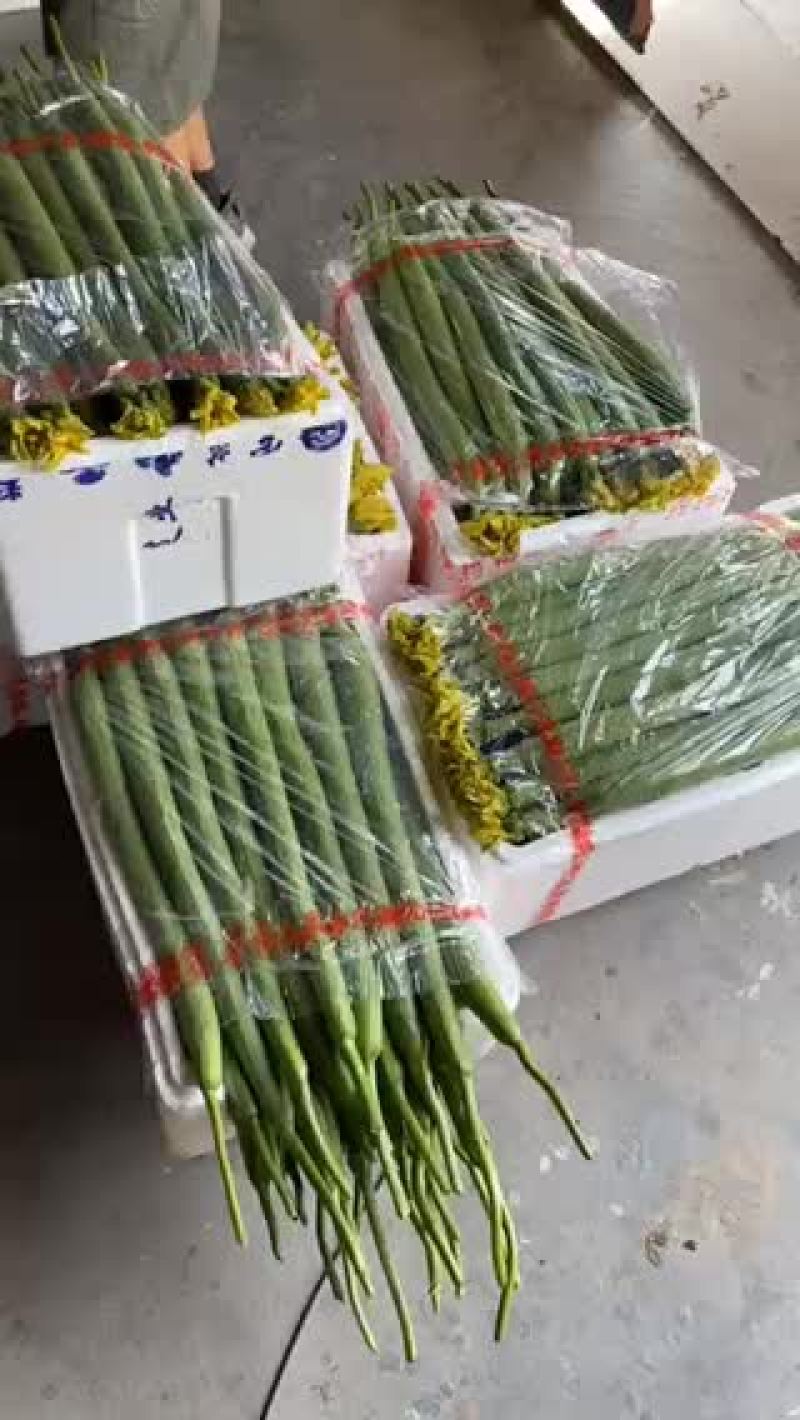精品丝瓜，只有两个月了
