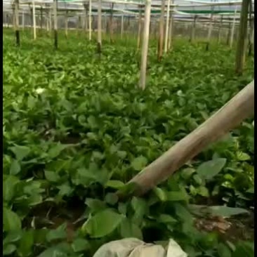 吊兰直销，基地直销，质量保证