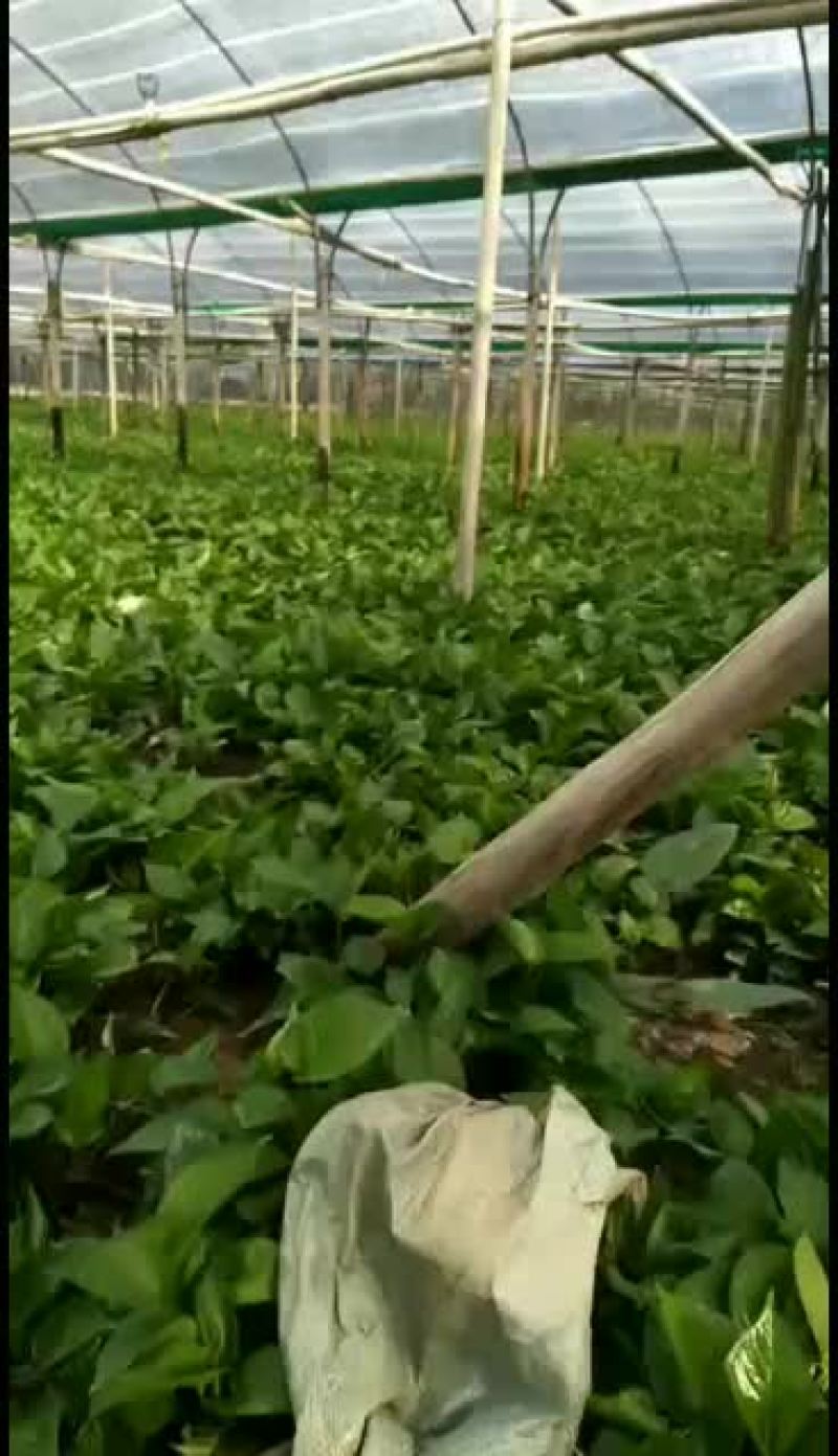 吊兰直销，基地直销，质量保证