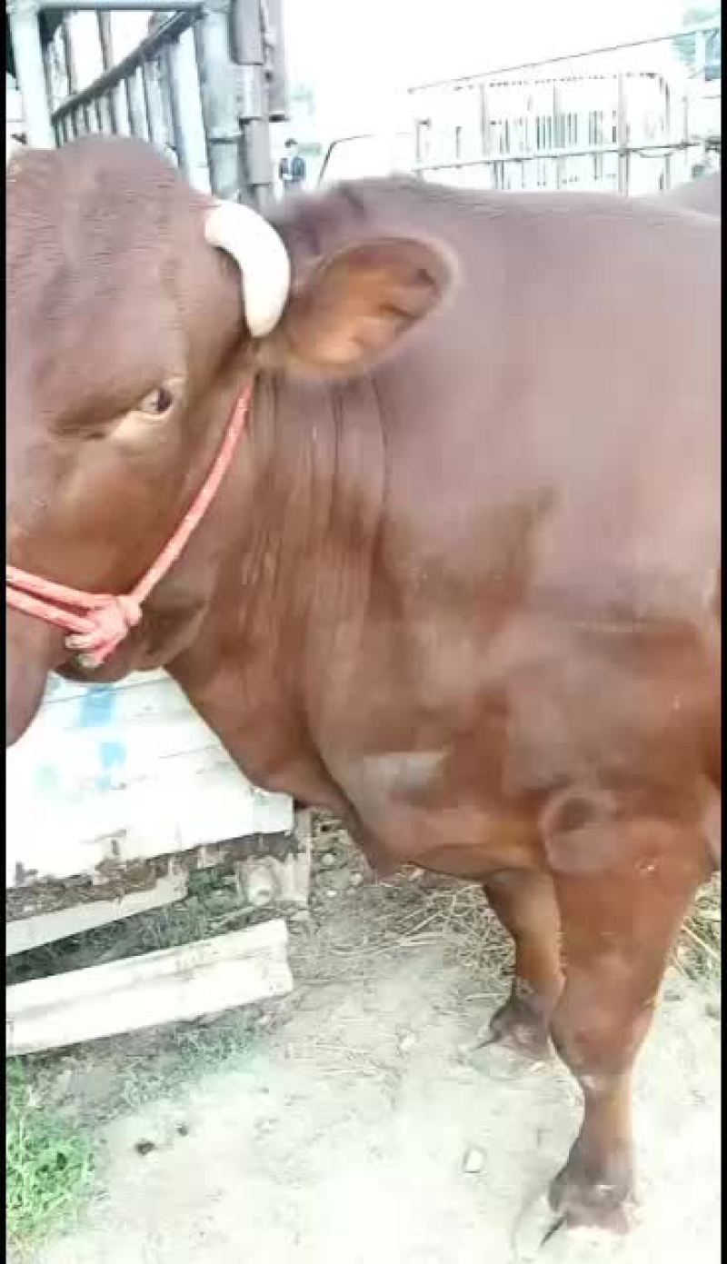黄牛，农户散养放牧，山区高原牛