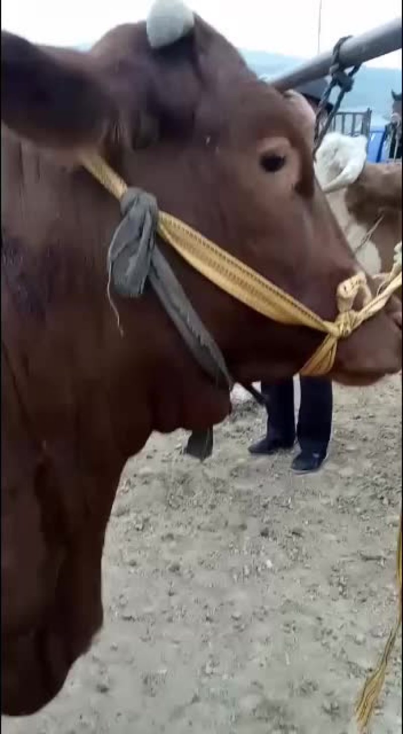 黄牛，农户散养放牧，山区高原牛