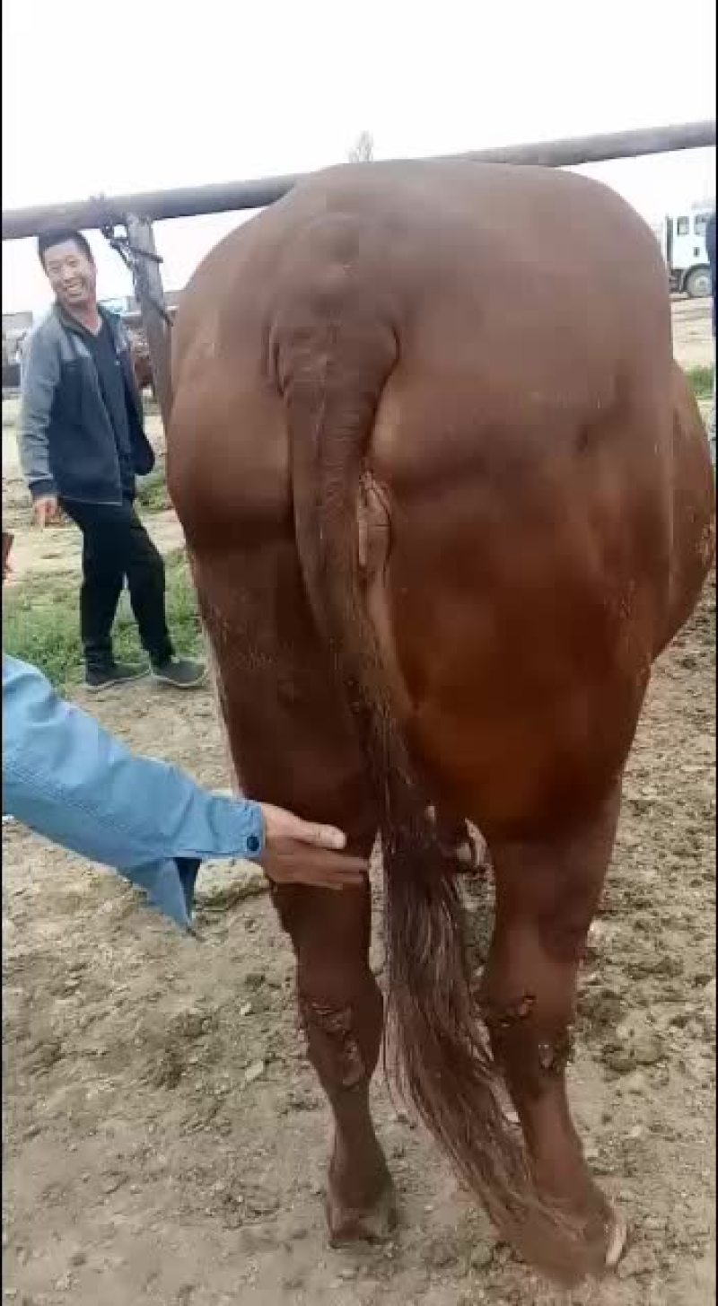 黄牛，农户散养放牧，山区高原牛