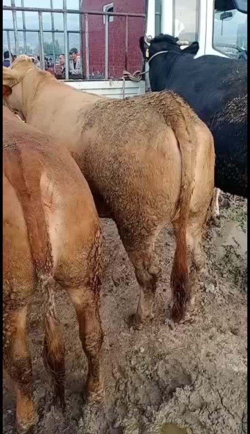 黄牛，农户散养放牧，山区高原牛