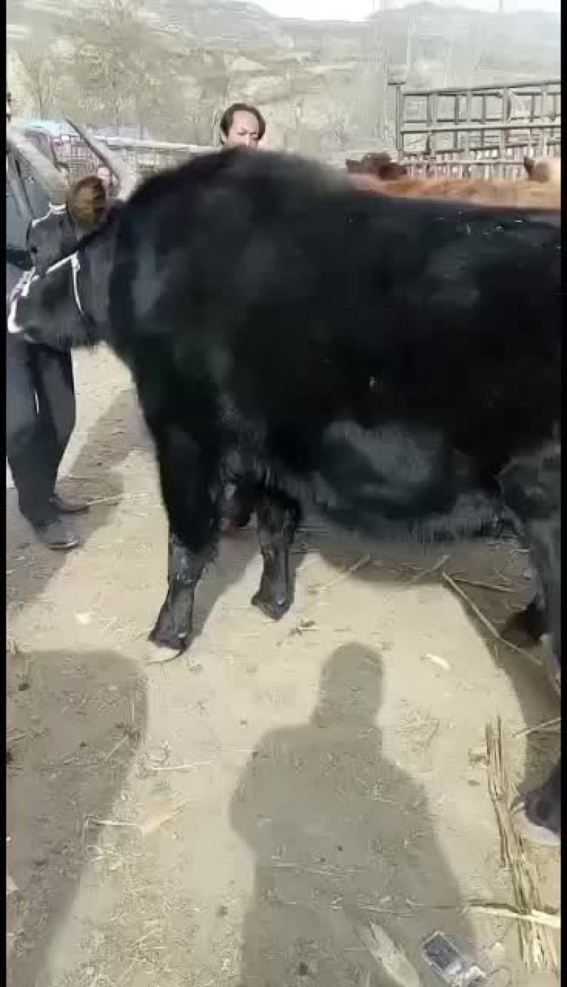 犏牛，牦牛，土黄牛，山区高原放牧牛