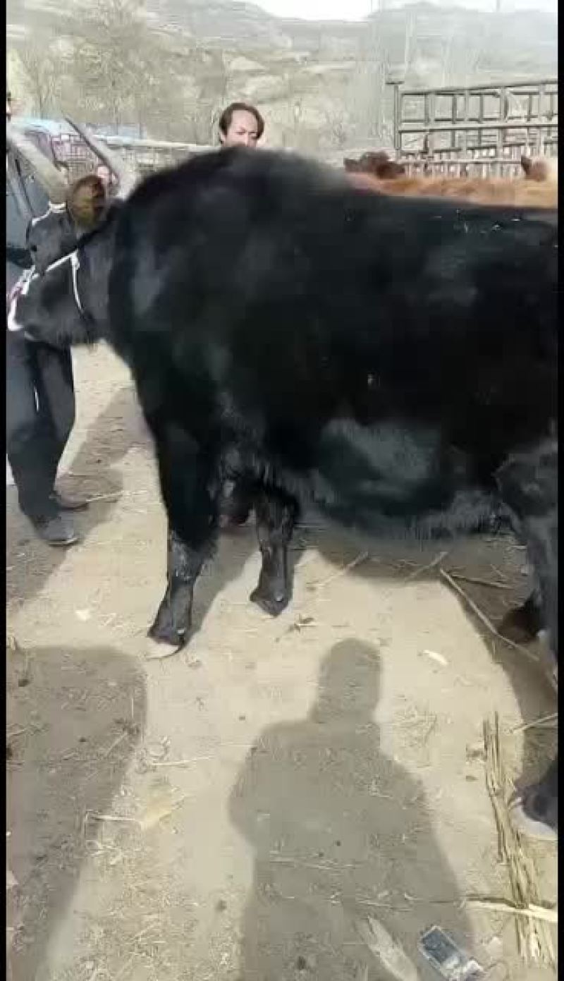 犏牛，牦牛，土黄牛，山区高原放牧牛