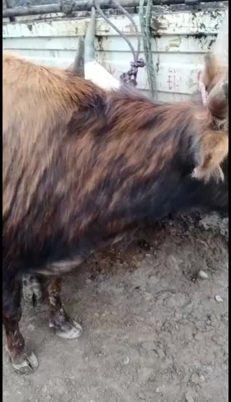 犏牛，牦牛，土黄牛，山区高原放牧牛