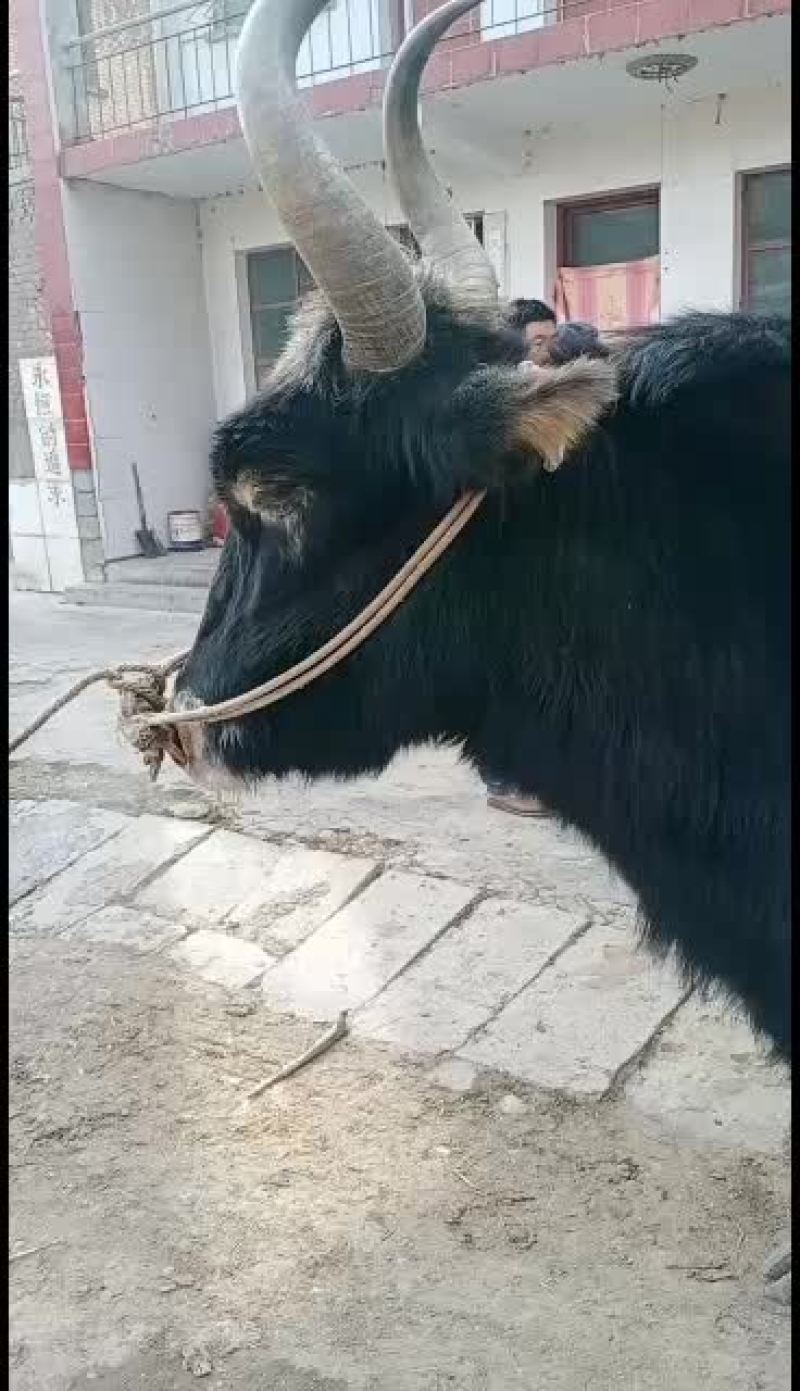 犏牛，牦牛，土黄牛，山区高原放牧牛