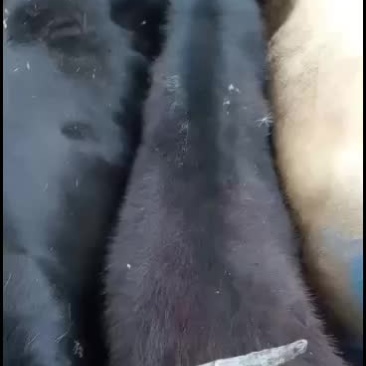 犏牛，牦牛，土黄牛，山区高原放牧牛