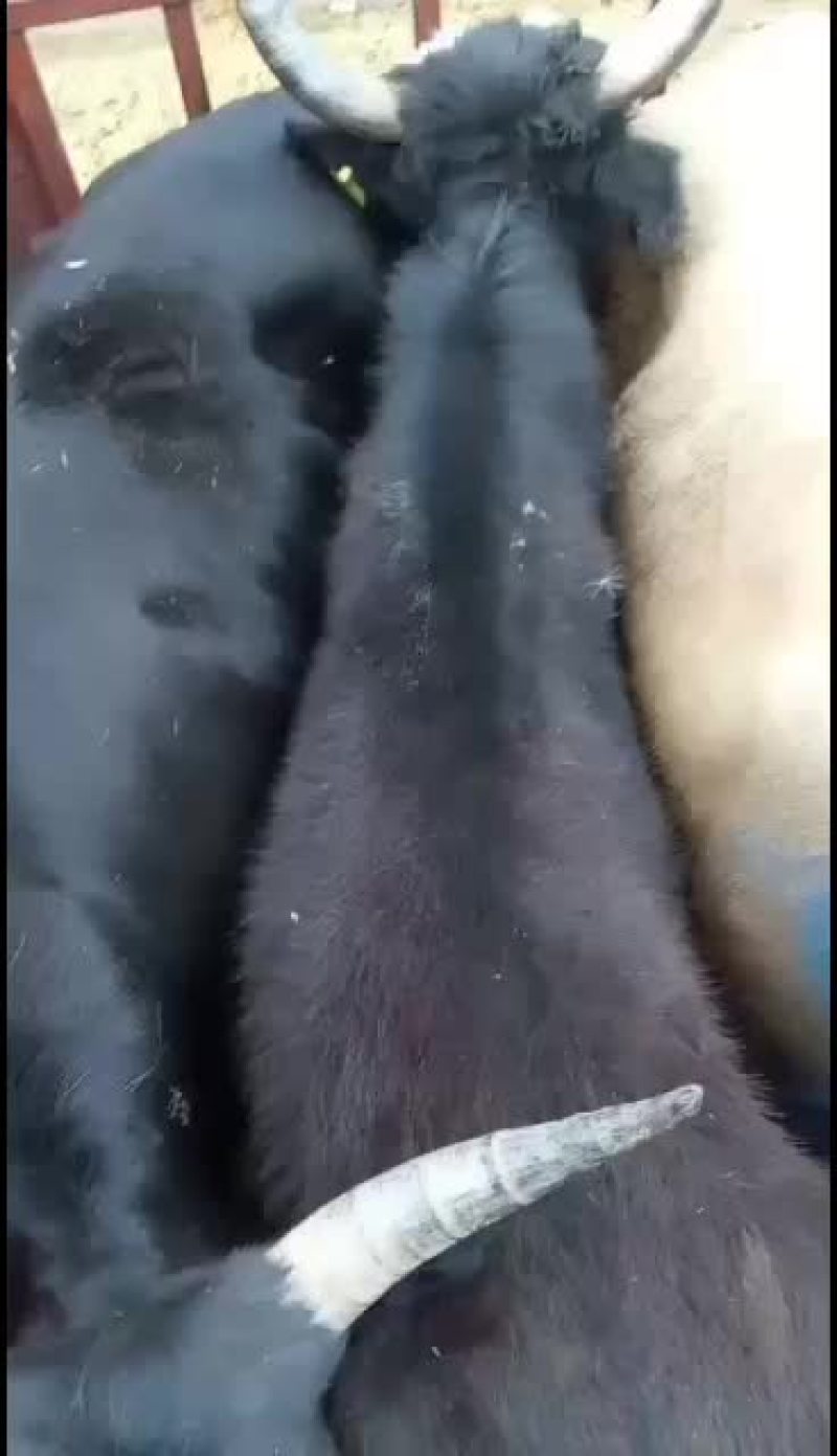 犏牛，牦牛，土黄牛，山区高原放牧牛