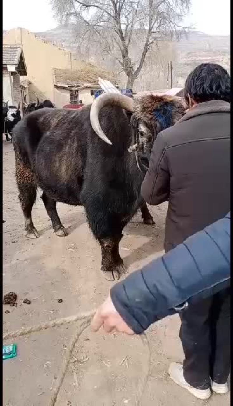 犏牛，牦牛，土黄牛，山区高原放牧牛