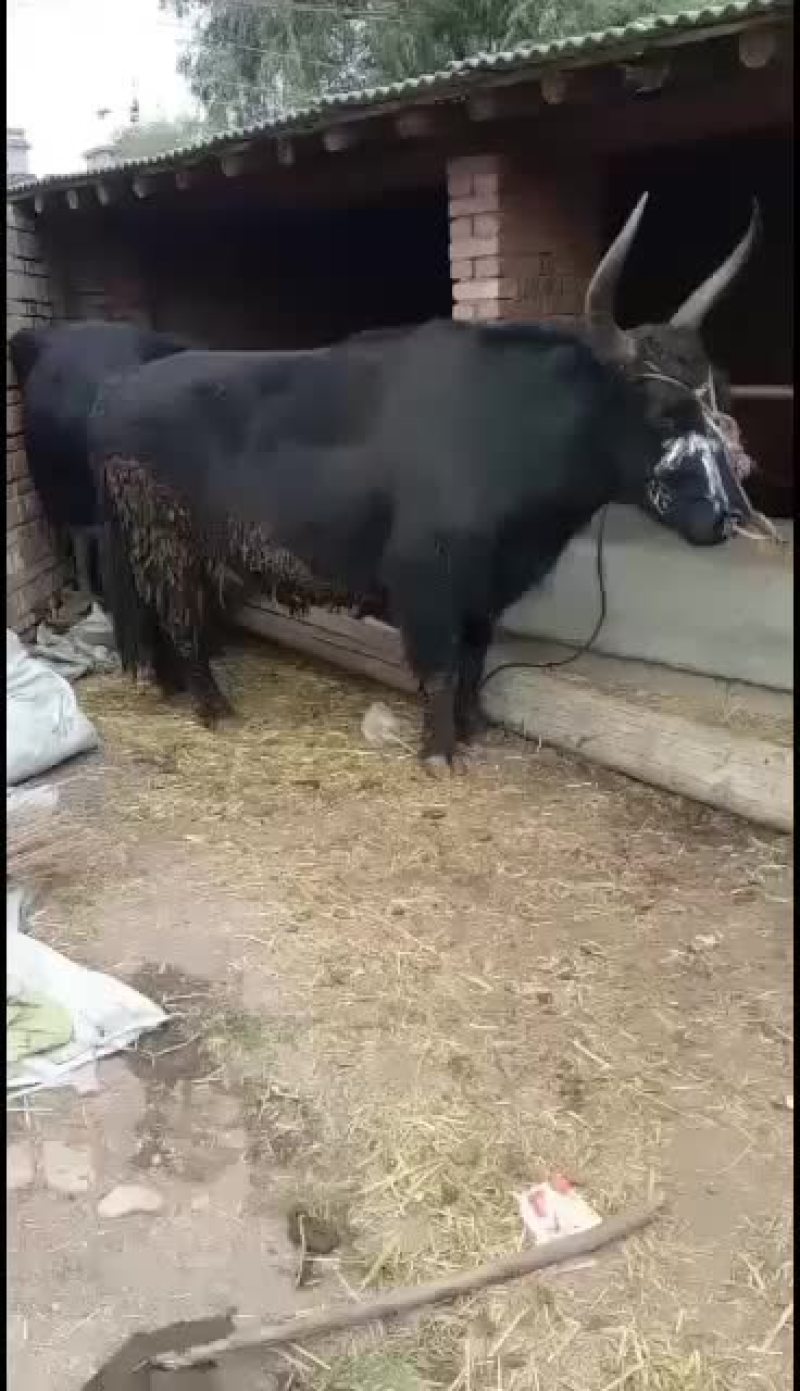 犏牛，牦牛，土黄牛，山区高原放牧牛