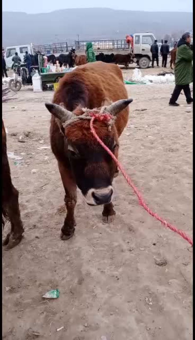 犏牛，牦牛，土黄牛，山区高原放牧牛