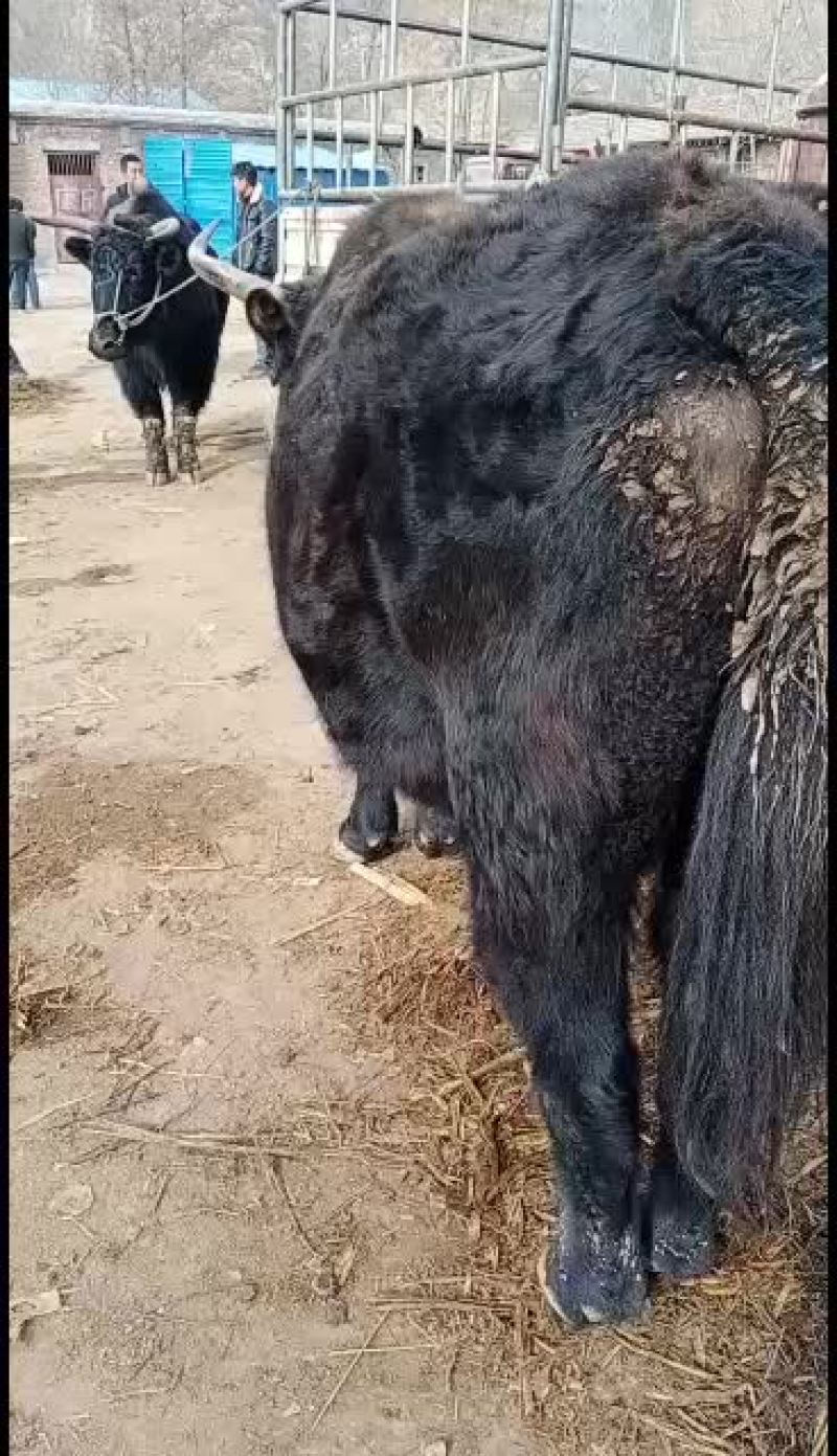 犏牛，牦牛，土黄牛，山区高原放牧牛