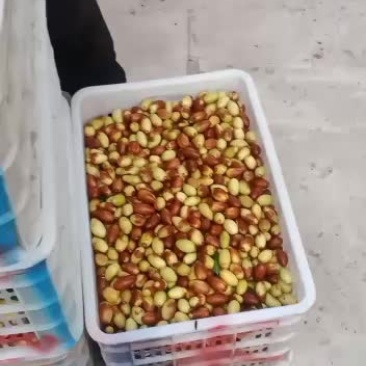 纯山地马牙枣无公害。
