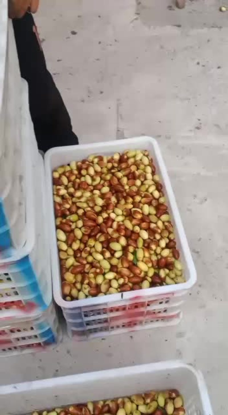 纯山地马牙枣无公害。