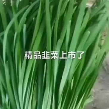 靖远韭菜大量上市需要联系