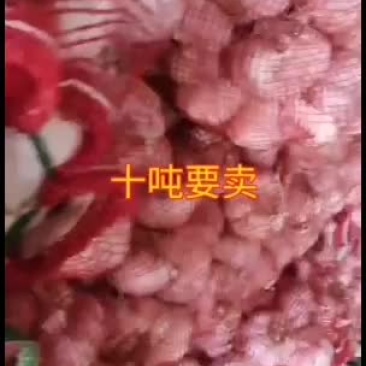 大蒜过筛大蒜。库外热捂蒜