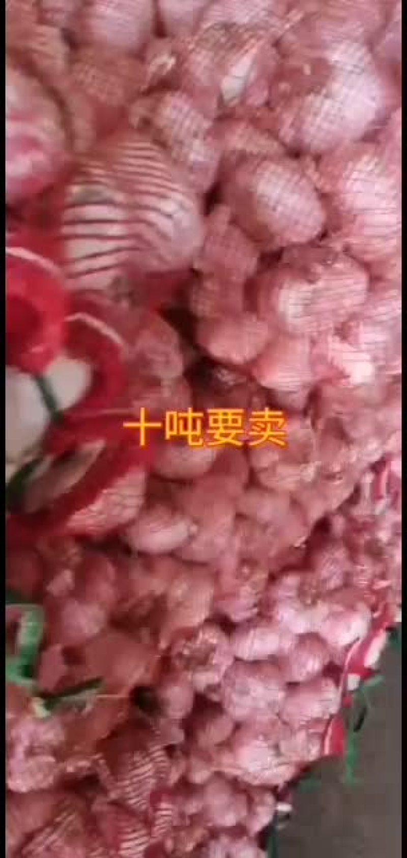 大蒜过筛大蒜。库外热捂蒜