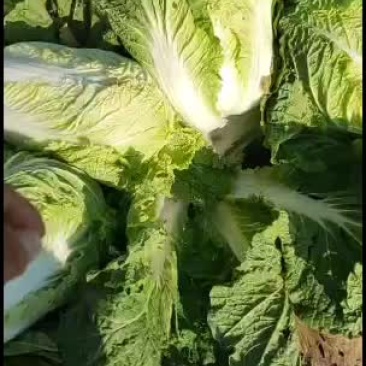 黑龙江黄心白菜大量上市